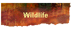 Wildlife